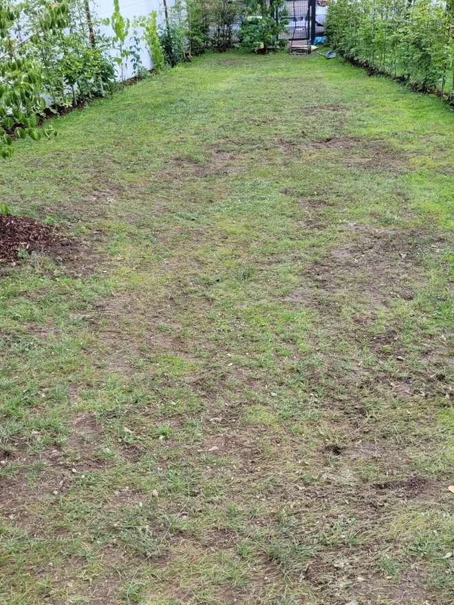 Rasenfl&auml;che mit kahlen, l&uuml;ckigen Stellen vor der Behandlung