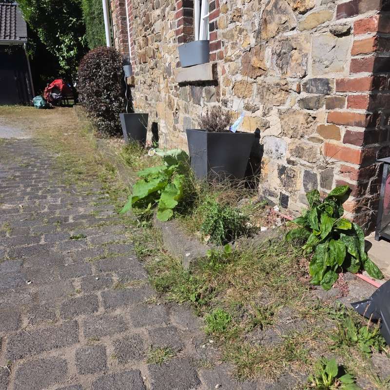 Zugewachsener Randstreifen an einer Natursteinmauer vor der Arbeit