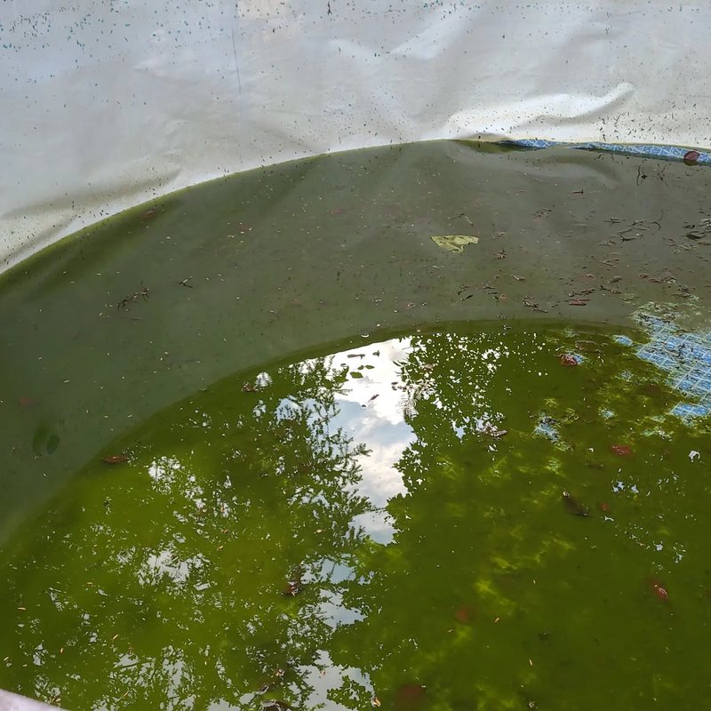 Pool mit gr&uuml;nem, veralgtem Wasser und Laub vor der Reinigung